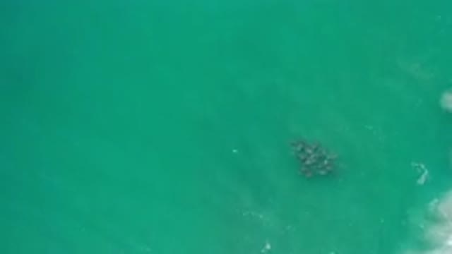 LOS CABOS MEXICO-2020: Top View Of Green Deep Water And A Folk Of Something Moving Underneath
