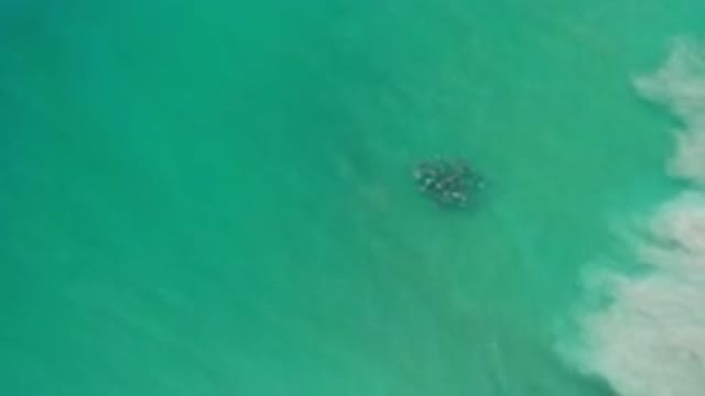 LOS CABOS MEXICO-2020: Small Fish Formation Next To The Sand That Rises By The Waves
