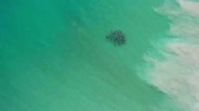 LOS CABOS MEXICO-2020: The Seaweed Floats in the Sea Near a Cloud of Sand