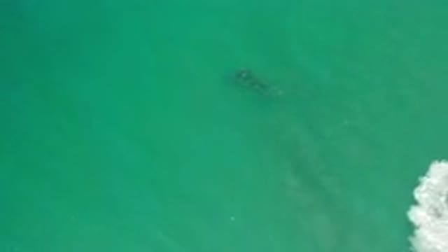 LOS CABOS MEXICO-2020: School Of Fish Swimming Through Green Water Ocean