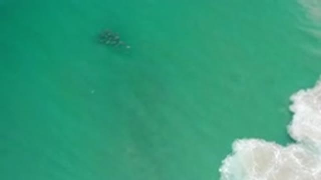 LOS CABOS MEXICO-2020: An Unknown Sea Creature Of Large Size Swims In Green Hued Waters