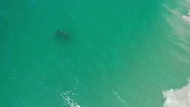 LOS CABOS MEXICO-2020: A Top View Of Green Deep Sea Water And A School Of Fish