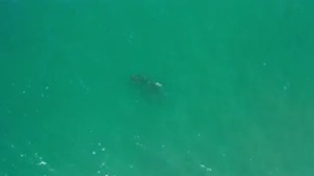 LOS CABOS MEXICO-2020: A Calm Deep Green Sea Water And A Big Fish Moving Underneath