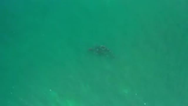 LOS CABOS MEXICO-2020: A Top View Of Deep Green Calm Sea Water And A School Of Fish