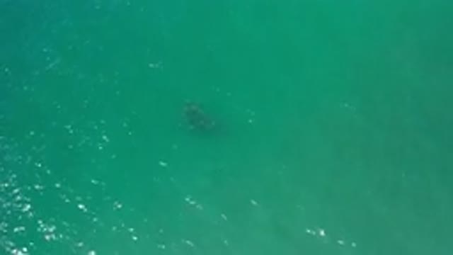 LOS CABOS MEXICO-2020: An Unknown Object Is Floating In The Sparkling Green Water