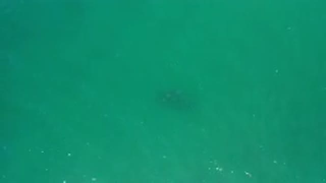 LOS CABOS MEXICO-2020: Small School Of Fish Swimming In The Sea Recorded By