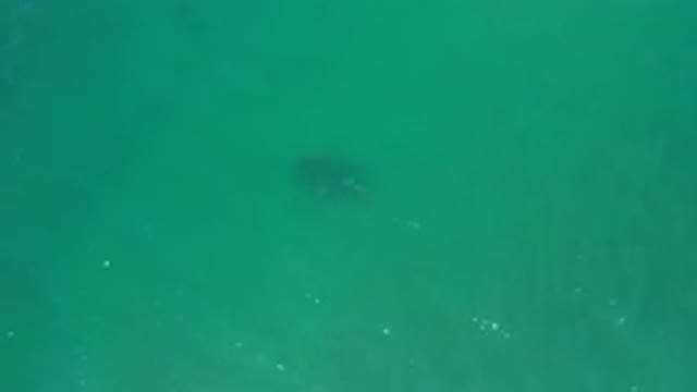LOS CABOS MEXICO-2020: An Animal Slowly Moving in a Green Sea
