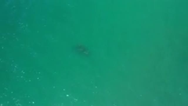 LOS CABOS MEXICO-2020: Sky View Of Fish Or Something Moving Under Greenish Water