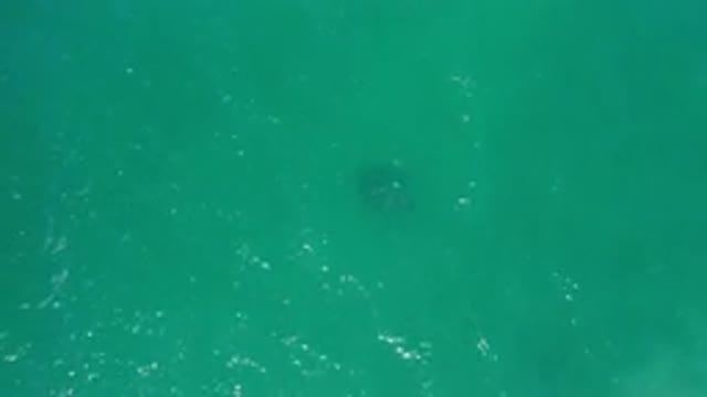 LOS CABOS MEXICO-2020: Dark Mysterious Spot Under A Pool Of Sea Green Water