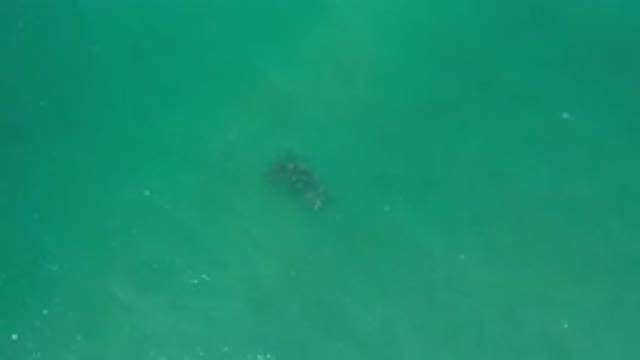 LOS CABOS MEXICO-2020: Shark Swims Close To Shore And Tourists Were In Very