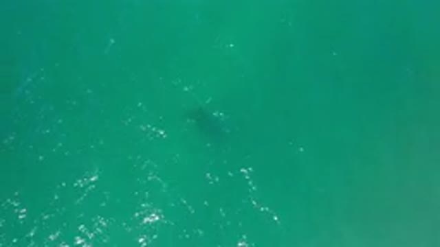 LOS CABOS MEXICO-2020: Top View Of Green Calm Deep Sea Water And Spotted