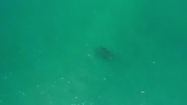 LOS CABOS MEXICO-2020: Sea Animal Underneath the Teal and Green Ocean Floating