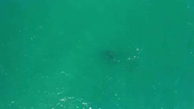 LOS CABOS MEXICO-2020: Cleanest Green Sea They See