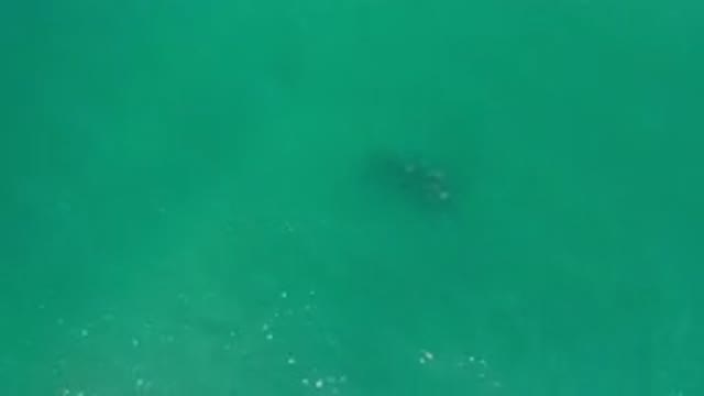 LOS CABOS MEXICO-2020: School Of Fish Visible In Slightly Green Water With A