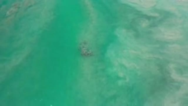 LOS CABOS MEXICO-2020: A Sea Animal Swims On A Fine Green Sea By The Day