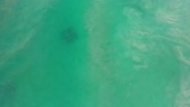 LOS CABOS MEXICO-2020: Two Groups Of Fishes Swim In The Shiny Blue Waters Of The