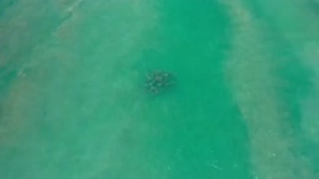 LOS CABOS MEXICO-2020: A View Of The Ocean's Water With A Bunch Of Animals