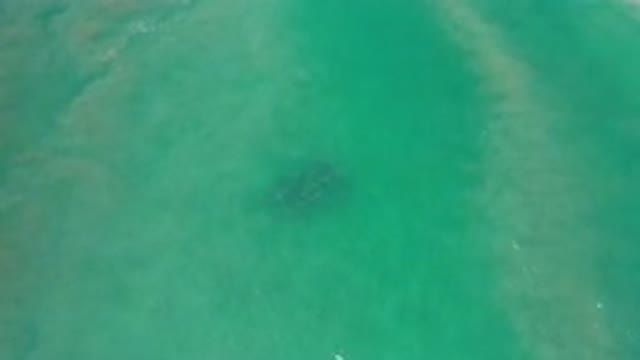 LOS CABOS MEXICO-2020: Family Of Sea Animals Venture Out Into The Sea Following