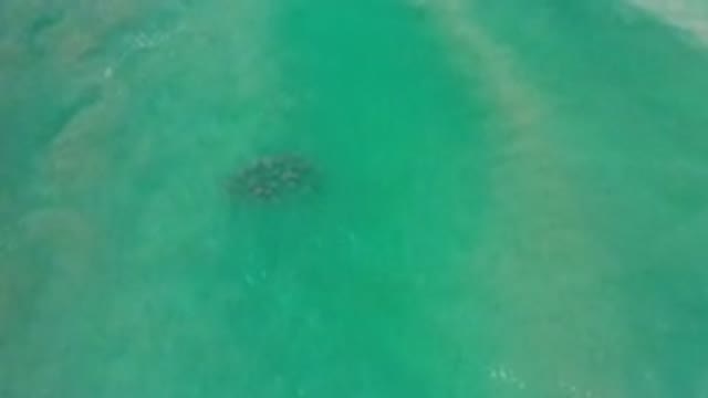 LOS CABOS MEXICO-2020: School Of Fish Swimming Through Transparent Shiny Green
