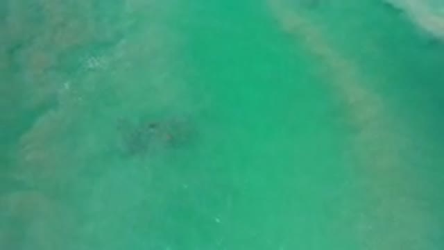 LOS CABOS MEXICO-2020: Mysterious Aquatic Creature Lurks Near The Surface Of The