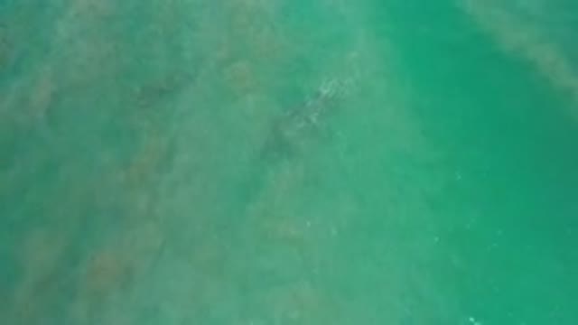 LOS CABOS MEXICO-2020: Top View Of Green Water And Something Big Moving