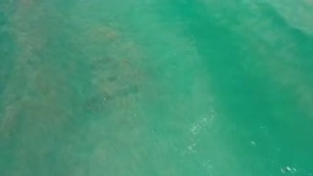 LOS CABOS MEXICO-2020: Floating Green Goblin Listing To Trap Music