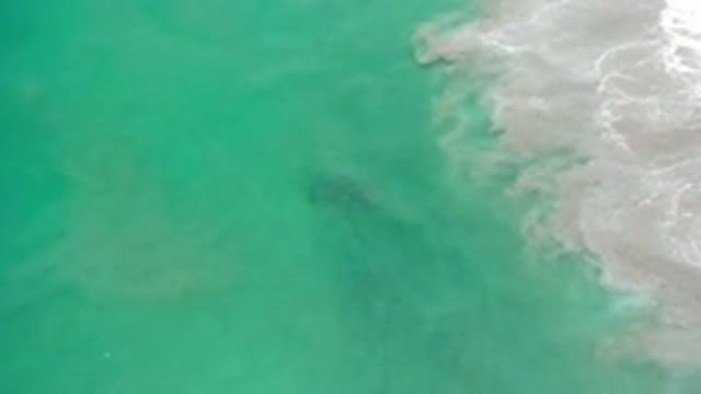 LOS CABOS MEXICO-2020: Family Of Sea Animals Venture Out Into The Sea