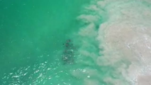 LOS CABOS MEXICO-2020: School Of Fish Being Washed By The Waves On To The Shore