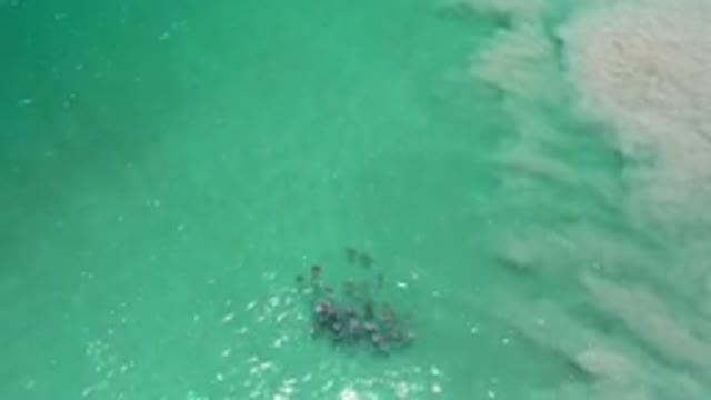 LOS CABOS MEXICO-2020: Aerial View Of Beautiful Busy Grey Creatures In