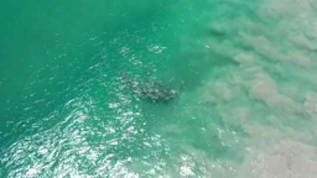 LOS CABOS MEXICO-2020: Animal or Cluster in the Green Sea