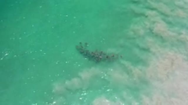 LOS CABOS MEXICO-2020: School Of Sea Life In The Ocean Holding Still With White
