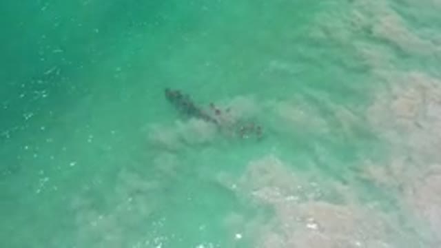 LOS CABOS MEXICO-2020: Amazing Big Fish Caught On Camera In Green Ocean