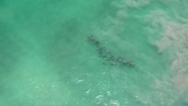 LOS CABOS MEXICO-2020: Group Swimming Underwater on Sandy Ocean Beach