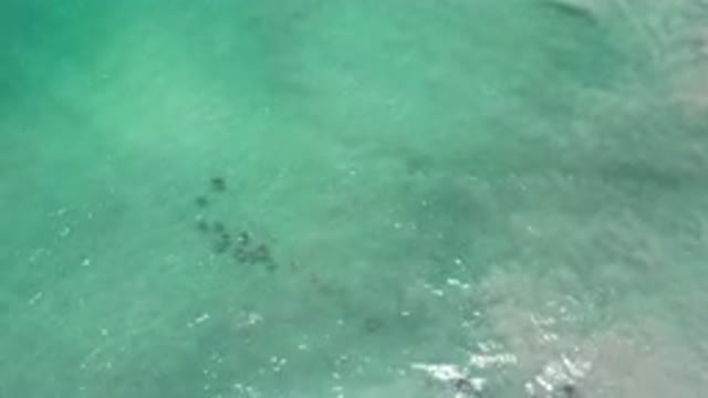 LOS CABOS MEXICO-2020: Small School Of Fish Swimming Through See Through Waters