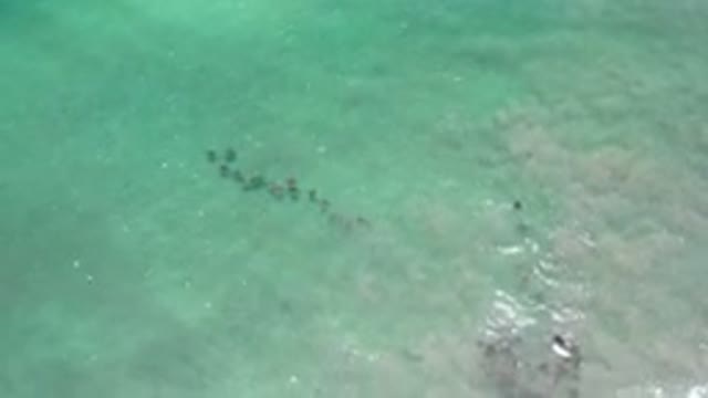 LOS CABOS MEXICO-2020: School Of Fish Swimming In Unison In Glistening Green