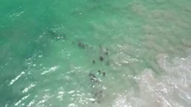 LOS CABOS MEXICO-2020: A Top View Of Calm Sandy Water And A School Of Fish