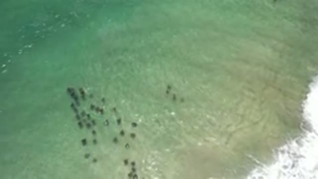 LOS CABOS MEXICO-2020: A Group Of Animals Swim Together In The Ocean