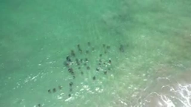 LOS CABOS MEXICO-2020: Wildlife Floating In The Shallow And Clear Pristine Waters