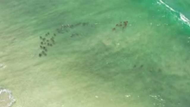 LOS CABOS MEXICO-2020: Ocean With Sea Life Schooling And Moving Out To Sea