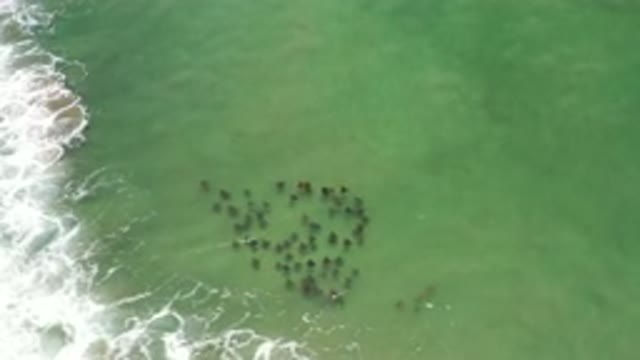 LOS CABOS MEXICO-2020: A View Of The Ocean With A Bunch Of Animals Swimming