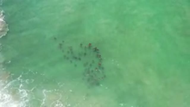 LOS CABOS MEXICO-2020: Top View Of A School Of Fish Moving Against The Waves In