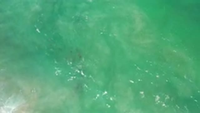LOS CABOS MEXICO-2020: Fish School Swimming Sea Ocean