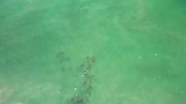 LOS CABOS MEXICO-2020: A Top View Of Green And Clean Sea Water And A School Of Fish