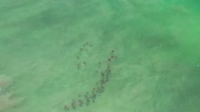 LOS CABOS MEXICO-2020: An Aerial View Of The Ocean With Animals Grouped Together