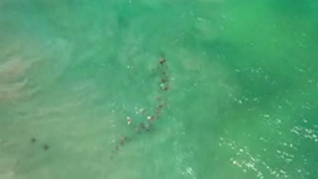LOS CABOS MEXICO-2020: School Of Fish In A Line Formation Getting Dragged By