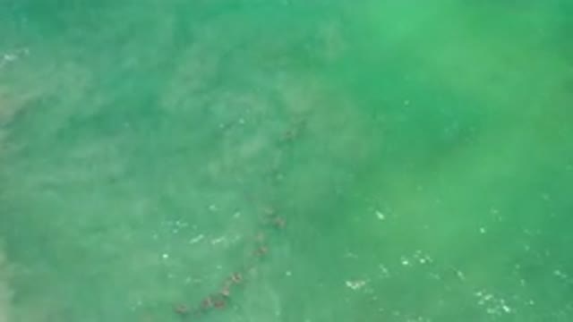 LOS CABOS MEXICO-2020: Fish In A Row In The Clear Waters Of The Sea Where It Is