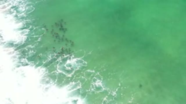 LOS CABOS MEXICO-2020: A Top View Of Deep Green Sea Wave And A School Of Fish