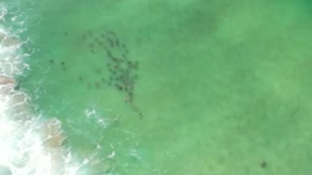LOS CABOS MEXICO-2020: School Of Fish Swimming Directly Through Green Water Sea
