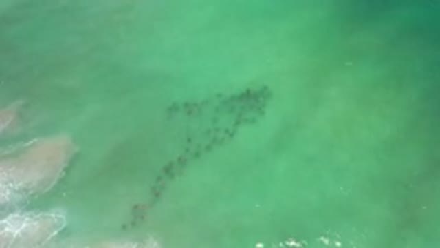 LOS CABOS MEXICO-2020: Animals Swimming In Clear Water