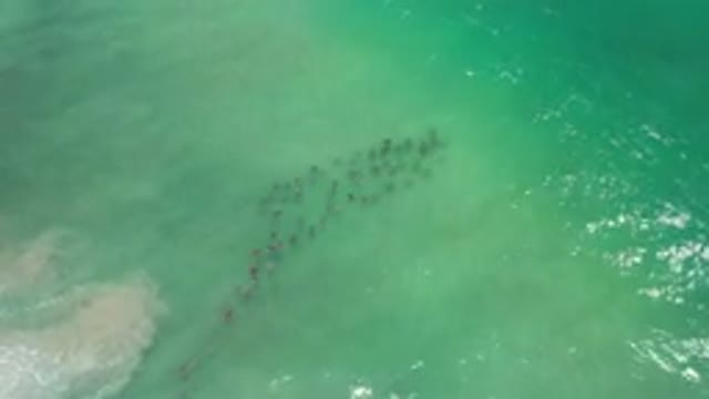 LOS CABOS MEXICO-2020: Animals Swimming Together In The Ocean